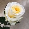 CREME DEL LA CREME 50 CM